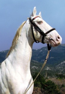 Лошади лагеря